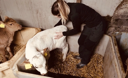 Osteopathic session on dog back view