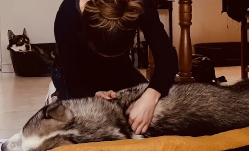 Osteopathic session on husky